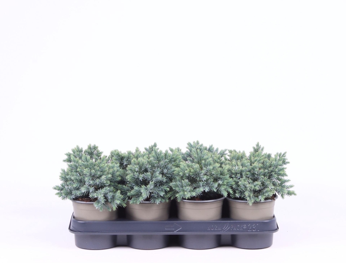 <h4>Juniperus squamata Blue Star</h4>