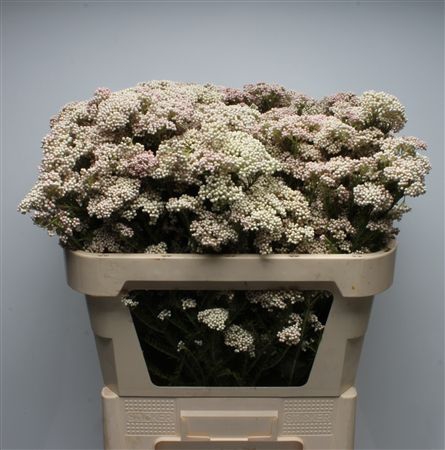 <h4>Riceflower Light Pink</h4>