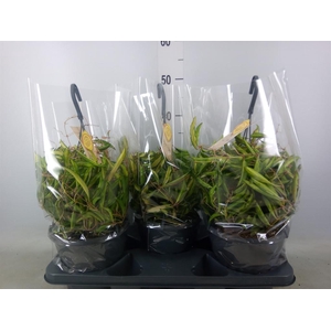 Hoya wayetii 'Tricolor'