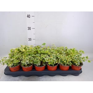 Hedera helix 'White Wonder'