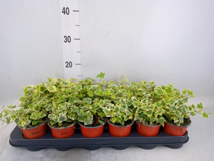 <h4>Hedera helix 'White Wonder'</h4>