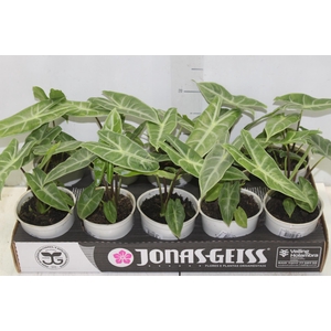 ALOCASIA LONGILOBA P12