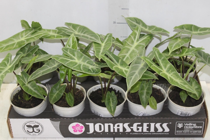 <h4>ALOCASIA LONGILOBA P12</h4>