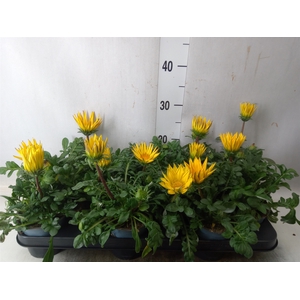 Gazania rig. 'Gazoo Clear Yellow'