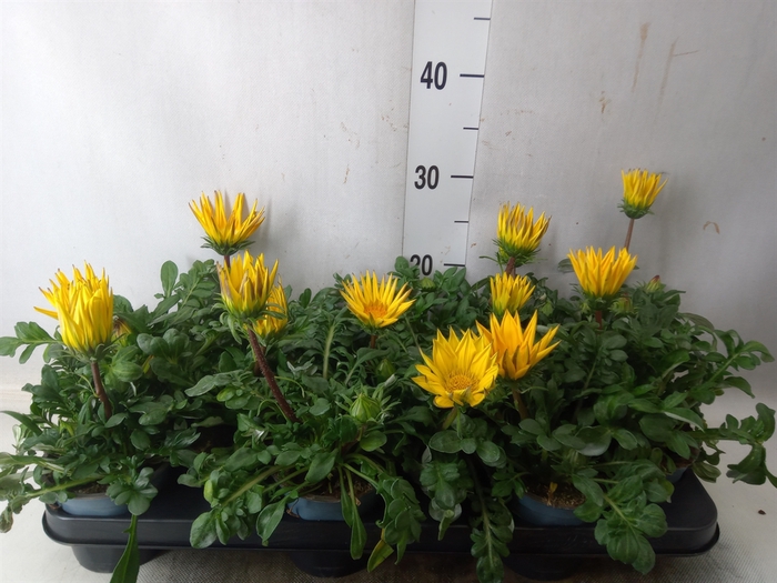 <h4>Gazania rig. 'Gazoo Clear Yellow'</h4>