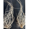 Solanum Root 400g L22W6H6