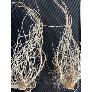 Solanum Root 400g L22W6H6