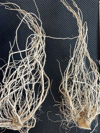 <h4>Solanum Root 400g L22W6H6</h4>