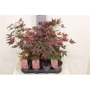 Acer palmatum