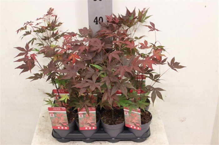 <h4>Acer palmatum</h4>