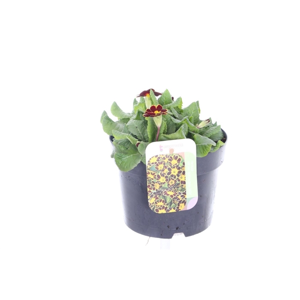 <h4>Primula elatior Veristar Bordeau Laced</h4>