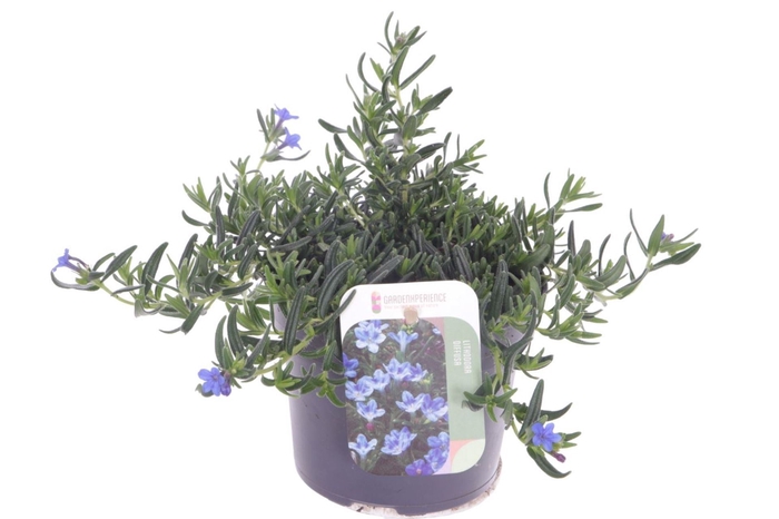 Lithodora diffusa