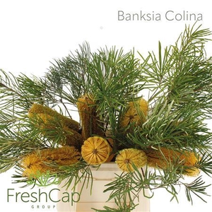 Banksia Colina