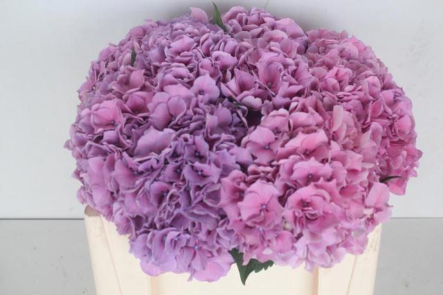 <h4>HYDR M CH CASSANOVA</h4>