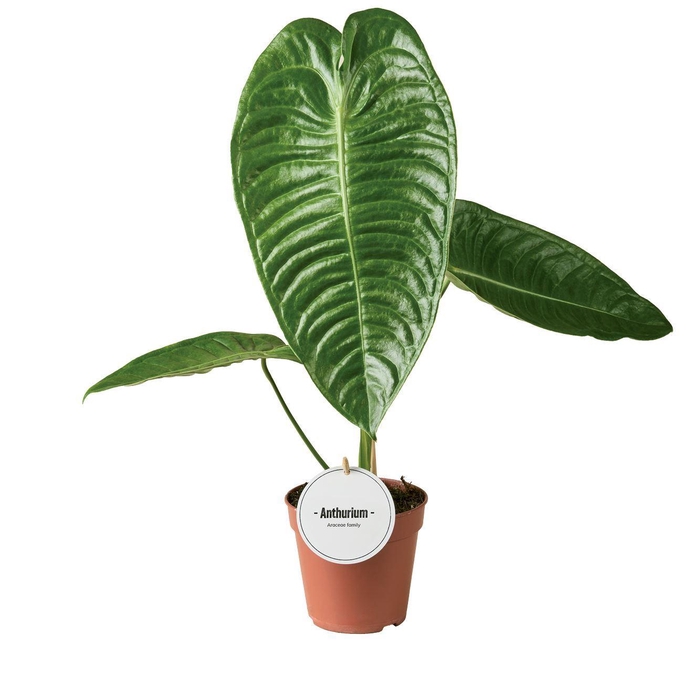 <h4>Anthurium   ...</h4>