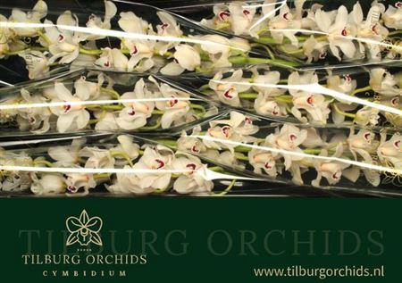 <h4>Cymb T Danny Green</h4>