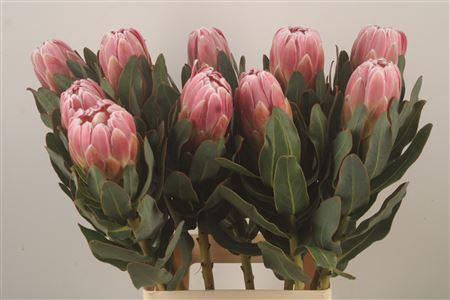 <h4>Protea Carnival</h4>