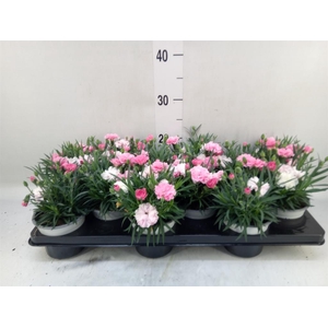 Dianthus  'I Love U'