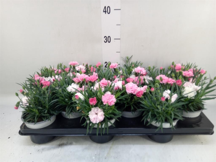 <h4>Dianthus 'I Love U'</h4>