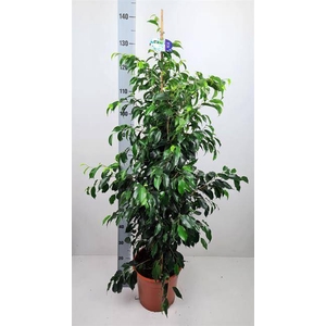 Ficus benjamina Danielle 27Ø 135cm 2pp