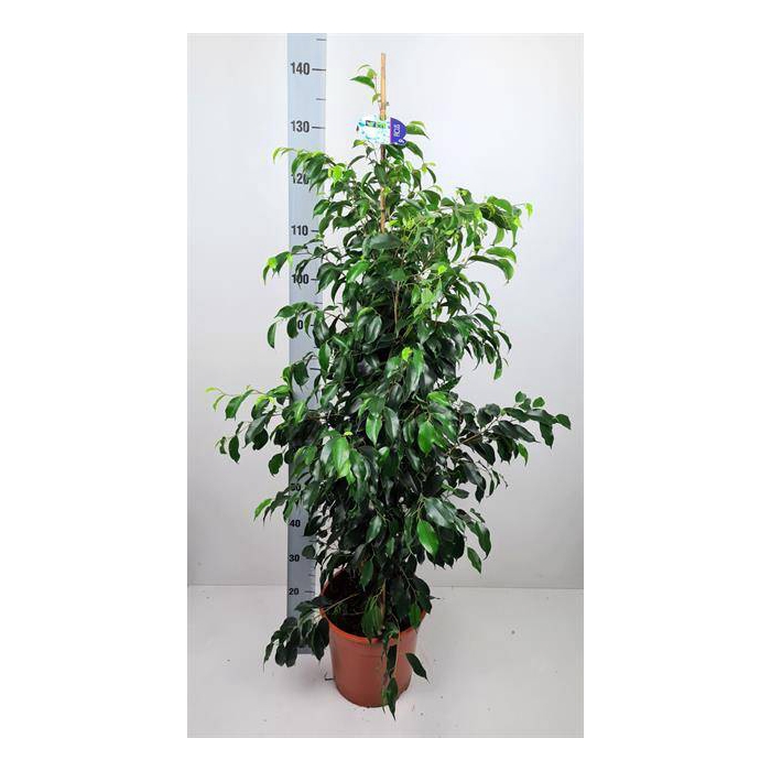 <h4>Ficus benjamina Danielle 27Ø 135cm 2pp</h4>