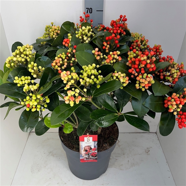 <h4>Skimmia Veitchii P27 30+ tros</h4>