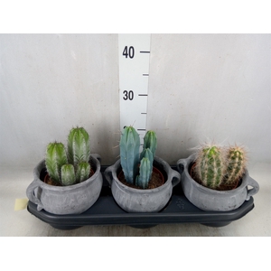 Cactus   ...