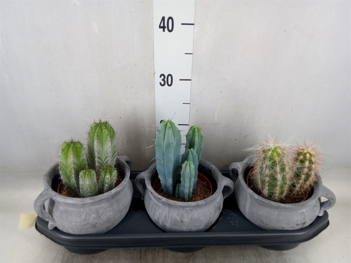 <h4>Cactus   ...</h4>