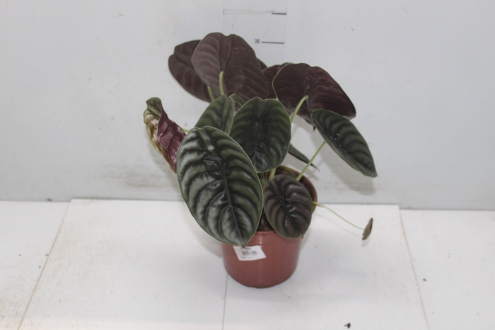 <h4>ALOCASIA CUPREA P17</h4>