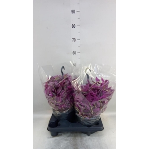 Tradescantia zebr. 'Pink Paradise'