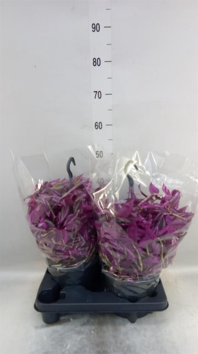 <h4>Tradescantia zebr. 'Pink Paradise'</h4>