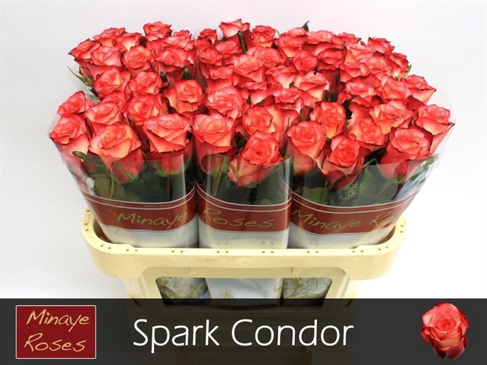 <h4>R GR SPARK CONDOR</h4>