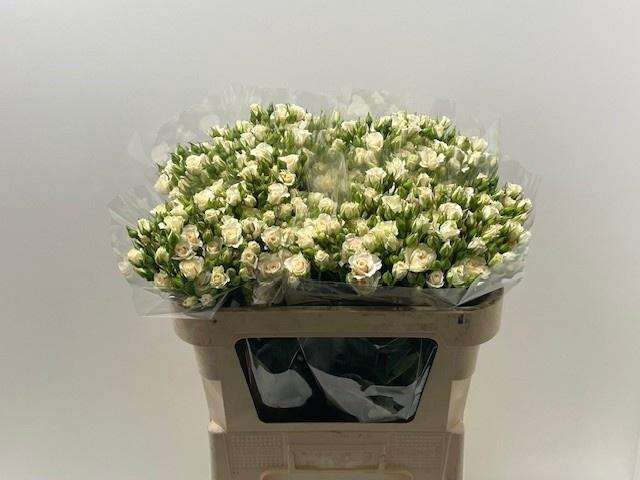 <h4>R TR CREAM GRACIA</h4>