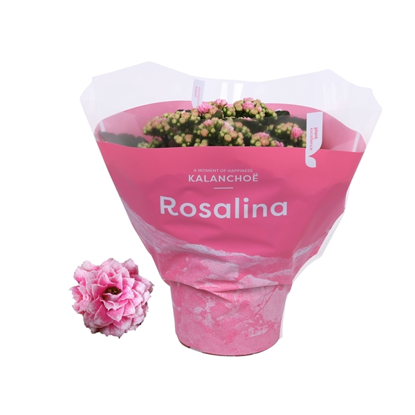 <h4>Kalanchoe Rosalina 15cm TST Don Alano, Roze hoes</h4>