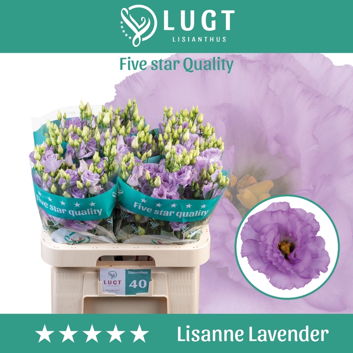 <h4>Lisianthus Lisanne Lavendel</h4>