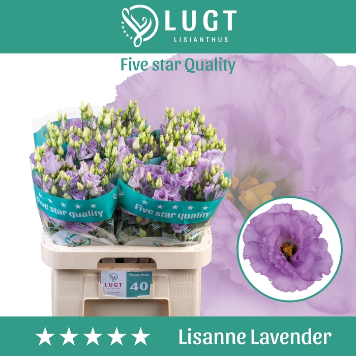 <h4>Eus G Lisanne D Lave</h4>
