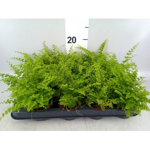 Nephrolepis exal. 'Green Fantasy'