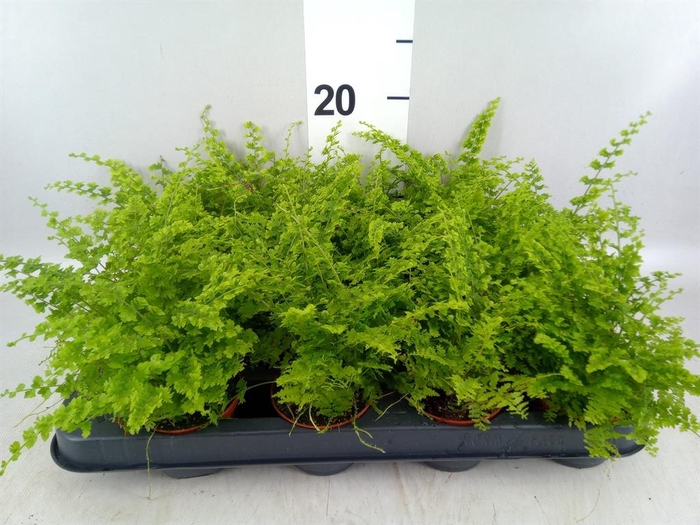 <h4>Nephrolepis exal. 'Green Fantasy'</h4>