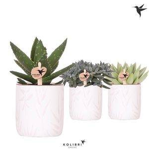 Kolibri Greens Succulenten pot in Leaf pot pink