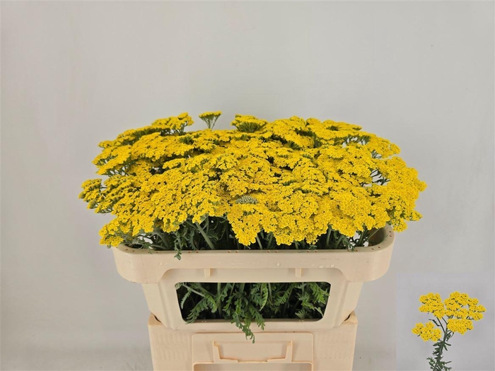 <h4>Achillea Moonshine</h4>