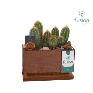 The Green Lighting Garden LED Small lang met Cactus