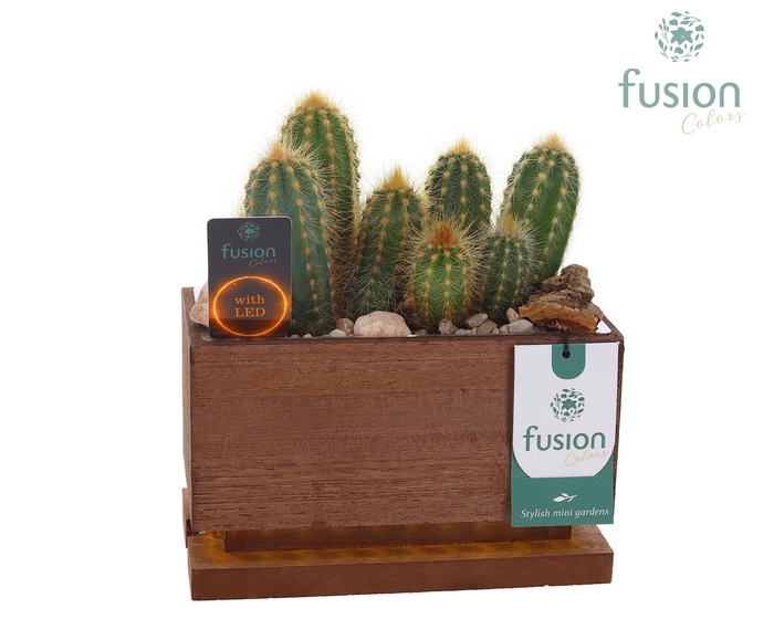 <h4>The Green Lighting Garden LED Small lang met Cactus</h4>