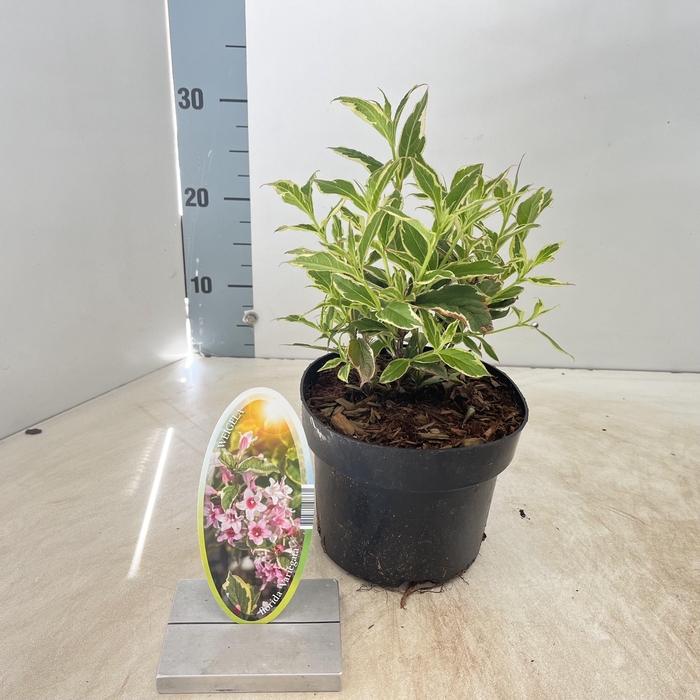 <h4>Weigela florida 'Variegata'</h4>