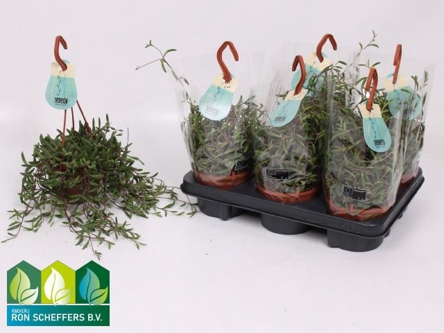 <h4>Senec H Purple Flush</h4>