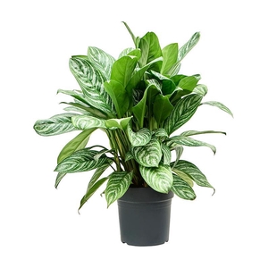 Aglaonema 'Stripes'