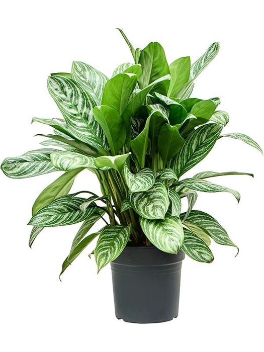 <h4>Aglaonema 'Stripes'</h4>