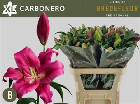 <h4>Li Ot Carbonero 4+</h4>