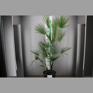 CHAM HUMILIS