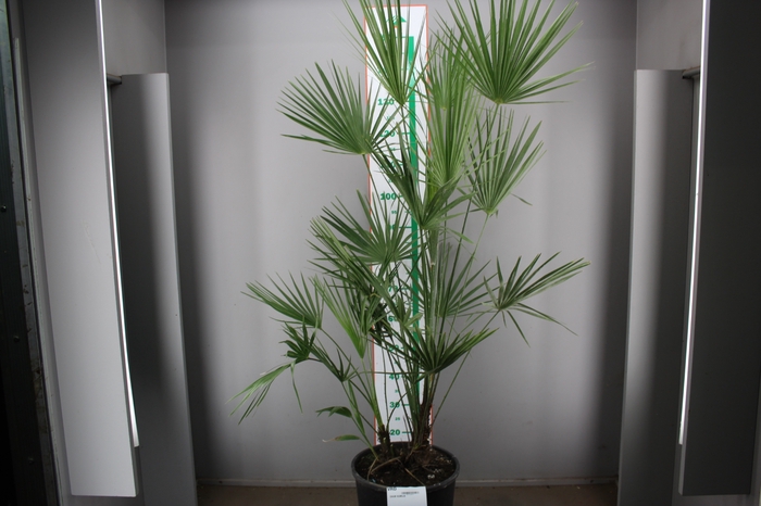 CHAM HUMILIS