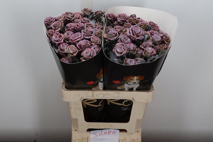 Wax-Rozen Wax Wit Zilver glitter